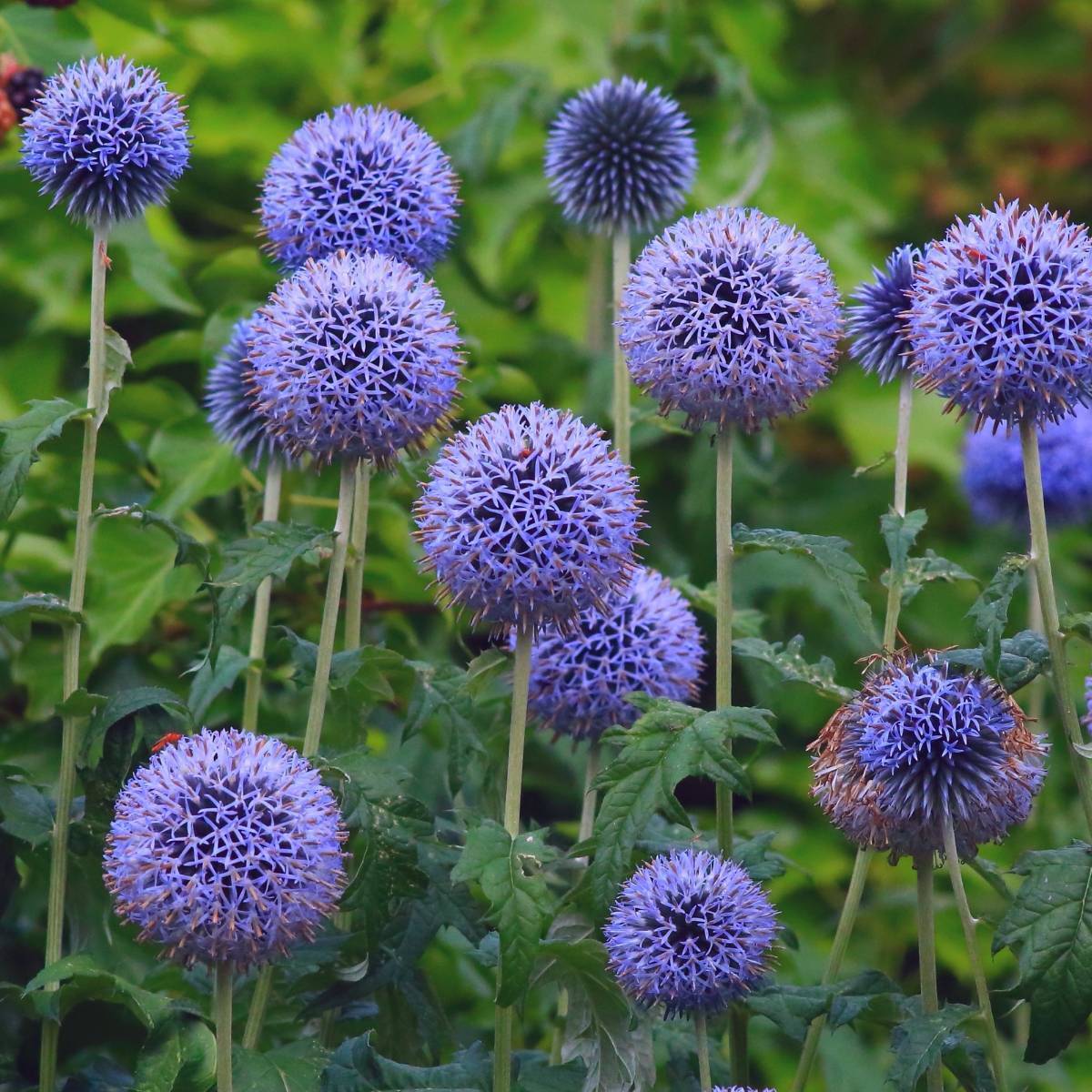 Echinops Ritro Flower Seeds for planting in home garden